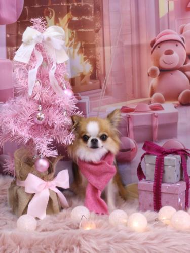 20241230プリューくん